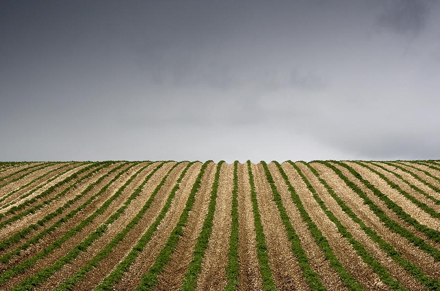 Vegetable Photograph - Potato Field by John Short