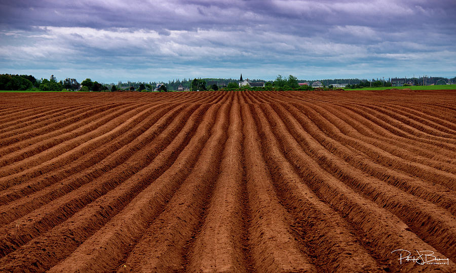 Potato Field on Prince Edward Island Photograph by Patrick Boening