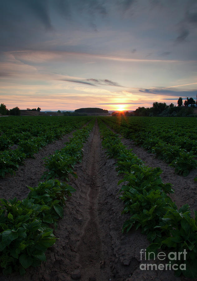 Potato Field Sunset Photograph by Michael Dawson