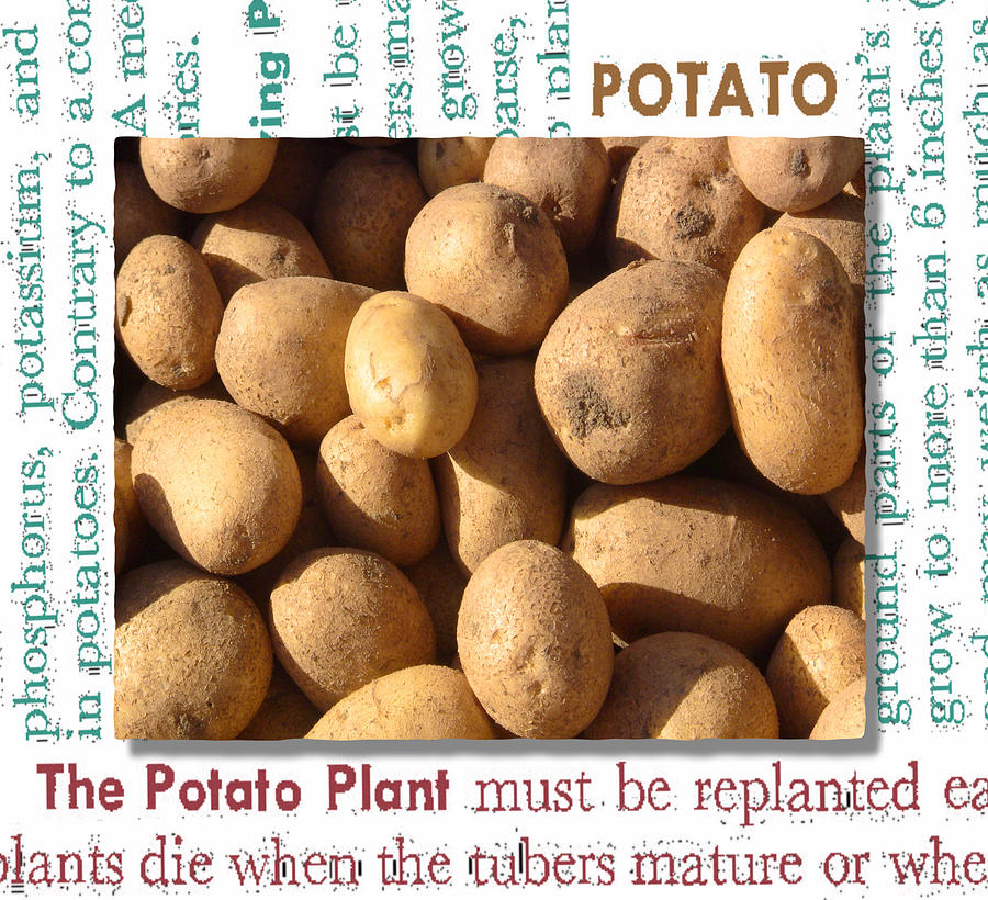 Potato Mixed Media - Potato Montage by Gary Henderson