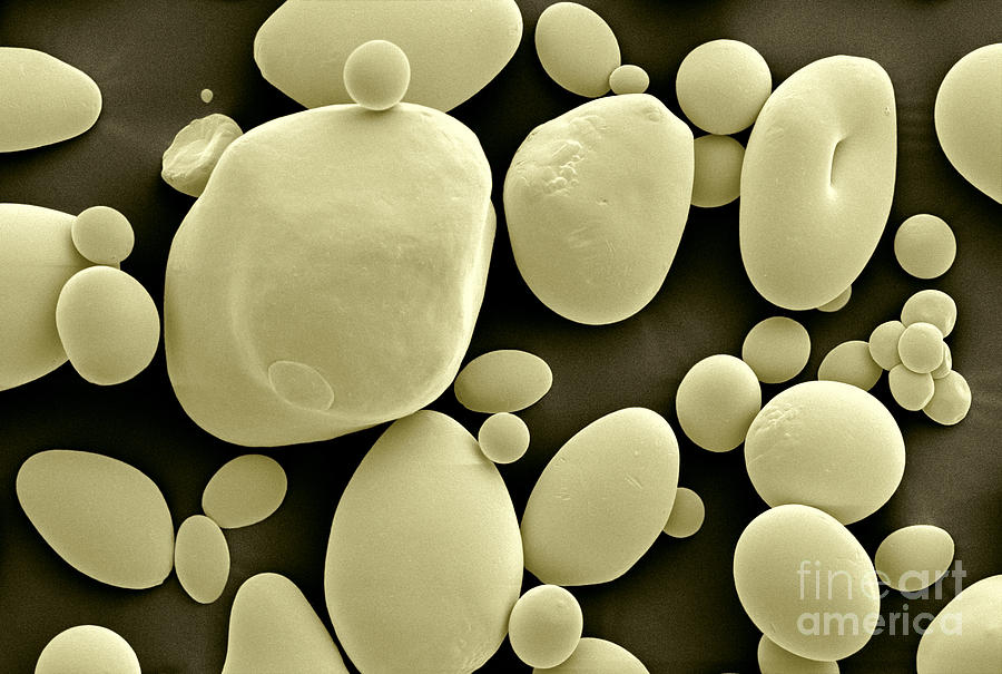 Potato Starch Granules Photograph by Scimat
