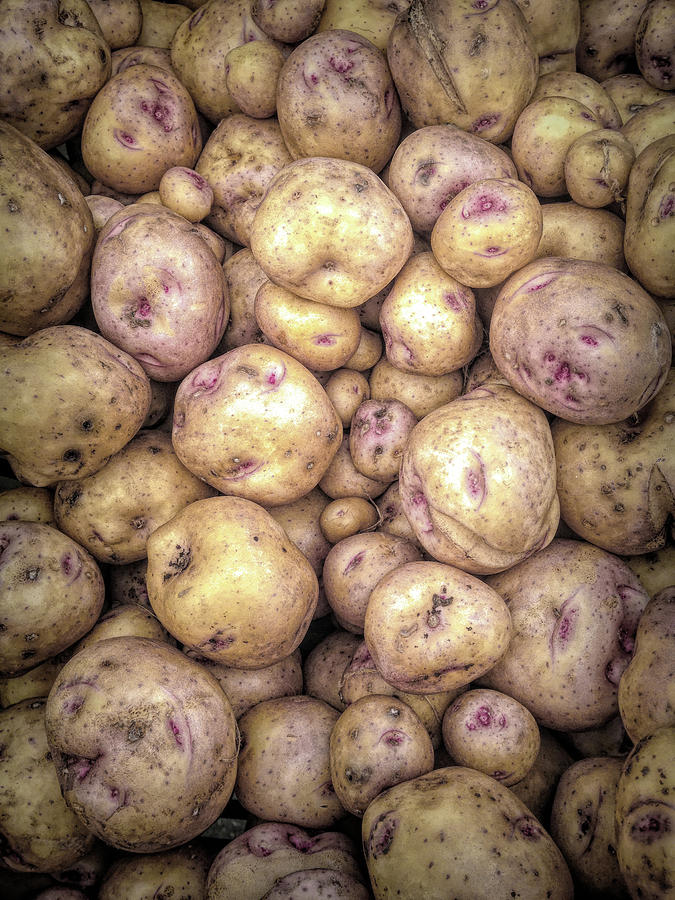 Potatoes Photograph by Tom Reynen