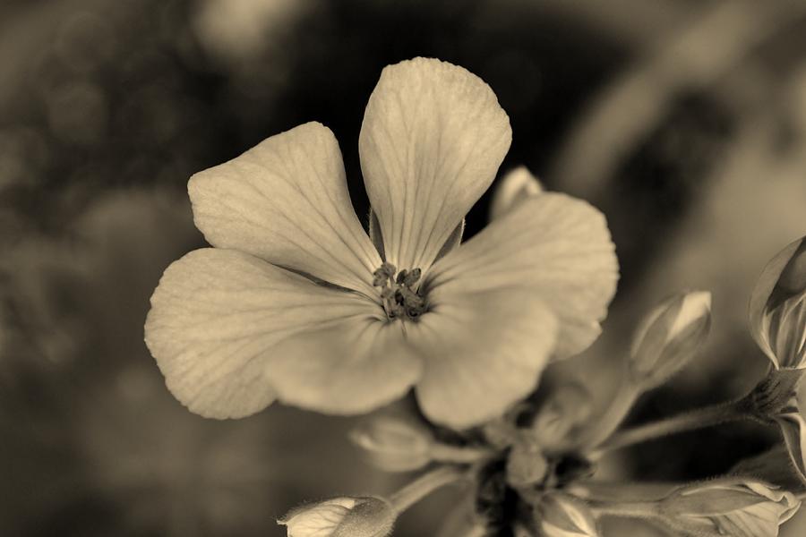 Flowers Still Life Photograph - Potential Beauty by Melanie Moraga