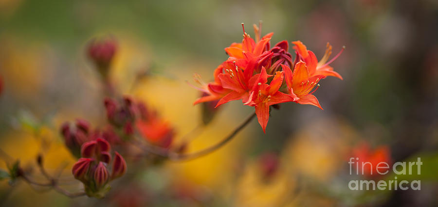 Flower Photograph - Azalea Springs Potential by Mike Reid
