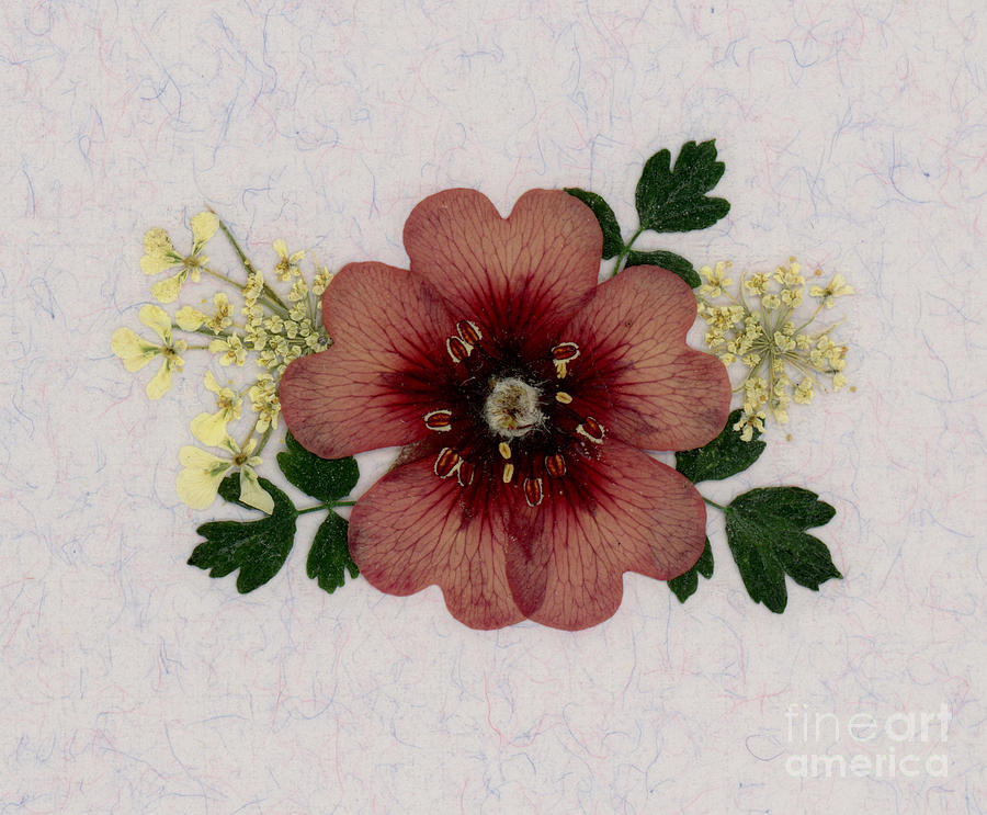 Potentilla and Queen-Ann's-Lace Pressed Flower Arrangement by Em Witherspoon Potentilla and Queen-Ann's-Lace Pressed Flower Arrangement by Em Witherspoon