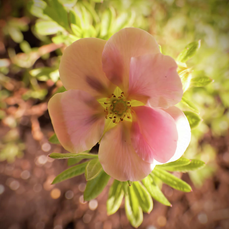 Potentilla Flower Rose Colored Photograph by Leslie Montgomery