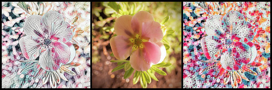 Potentilla Flower Triptych Photograph by Leslie Montgomery