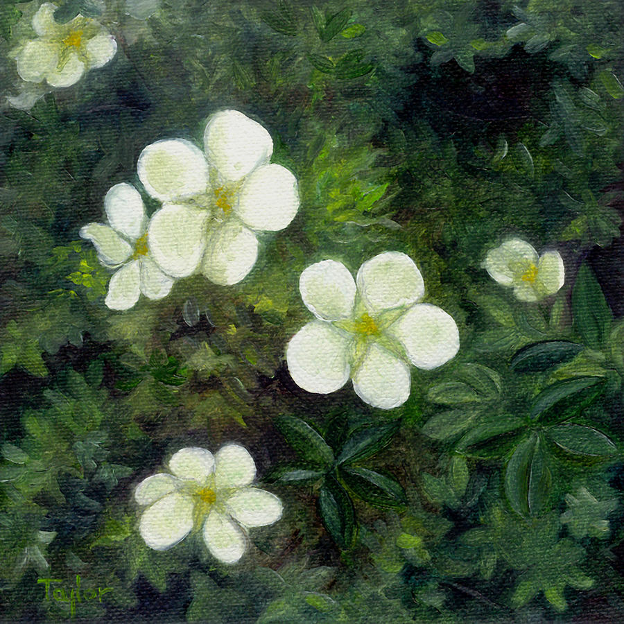 Potentilla Painting by FT McKinstry