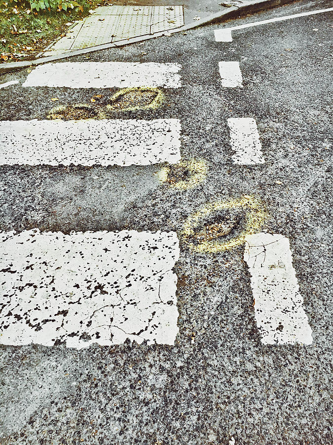 Zebra Photograph - Potholes in a road by Tom Gowanlock