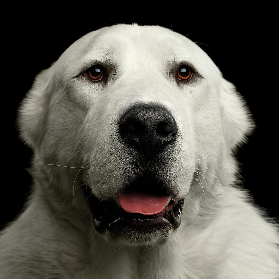 Dog Photograph - Huge Guy by Sergey Taran