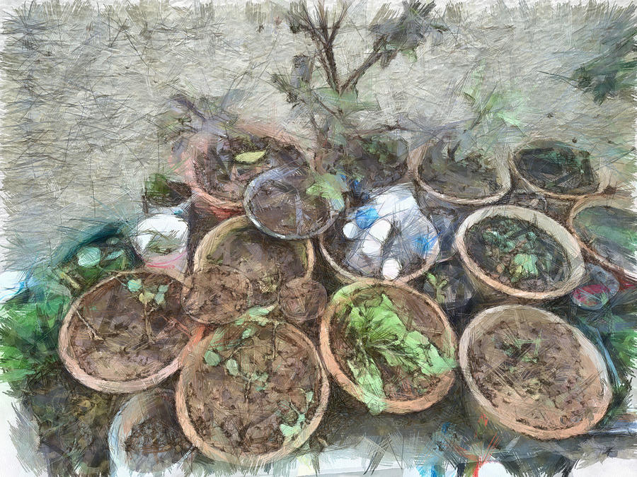 Pots in kitchen garden Photograph by Ashish Agarwal