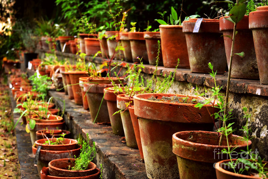 Pots in the Botanical Garden of Pisa, Italy Photograph by Tatyana Searcy