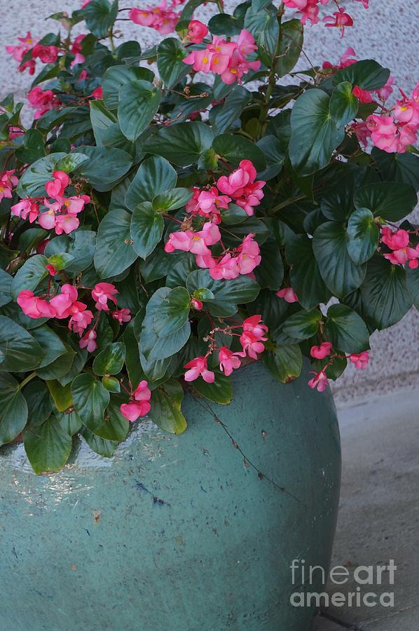 Potted Begonias Photograph by Maxine Billings