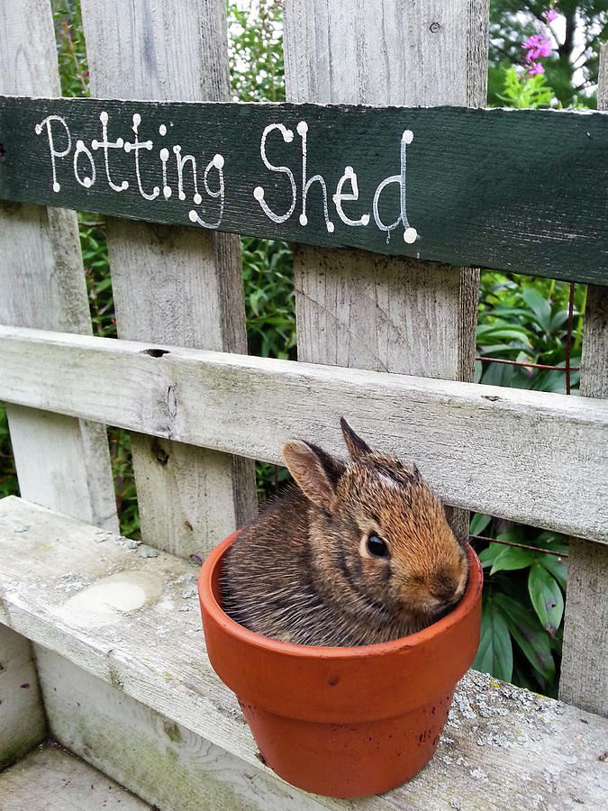 Potted Bunny Photograph by Brook Burling