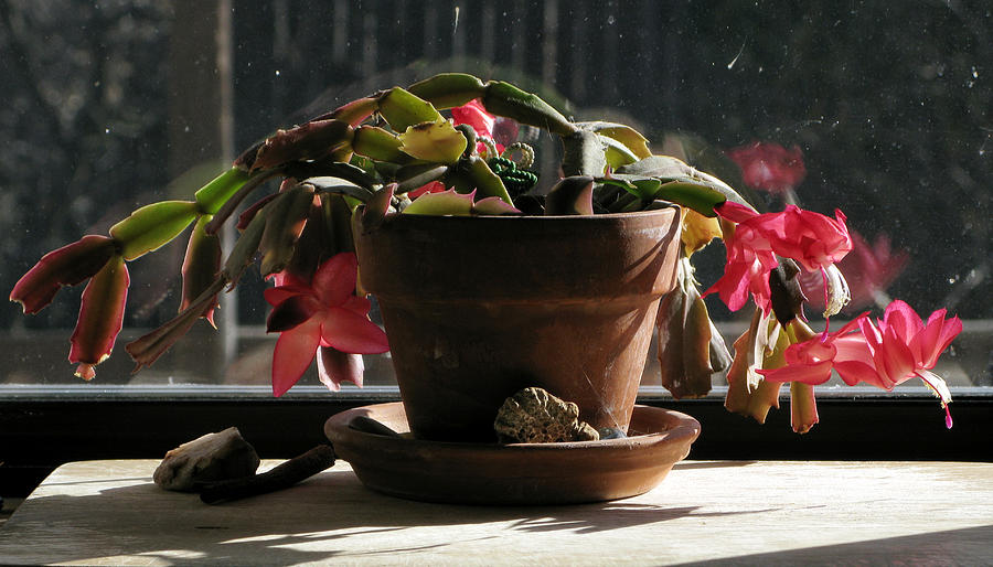 Christmas Photograph - Potted Cactus in Bloom 2 by Robert Bissett