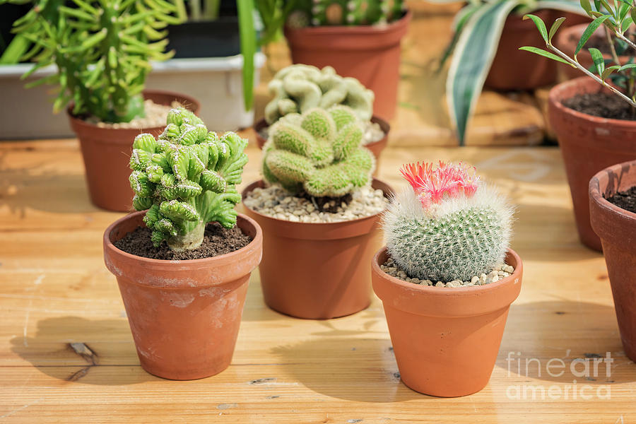 Potted cactus plants Photograph by Sophie McAulay