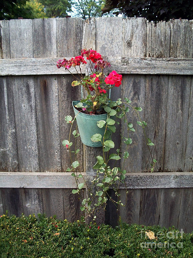 Flower Photograph - Potted Geranium On Fence by Walter Neal
