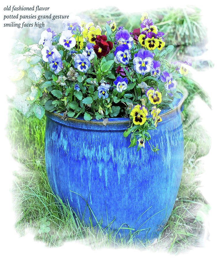 Potted Pansies Haiku Photograph by Constantine Gregory