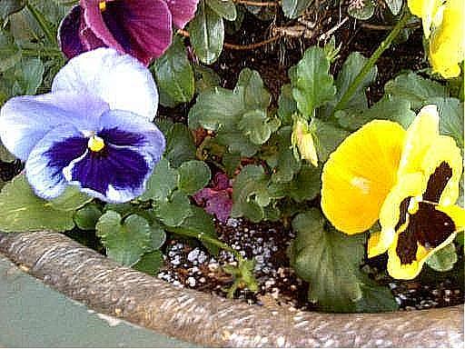 Potted Pansy  Photograph by Vickie G Buccini