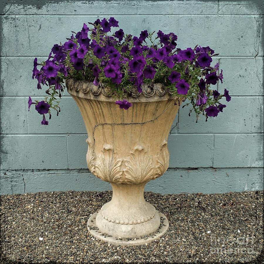 Potted Petunias Photograph by Patricia Strand