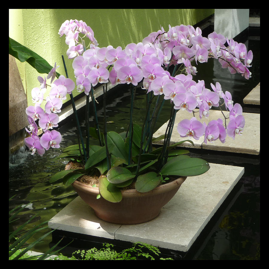 Potted Phalaenopsis-Orchids Photograph by Margie Avellino