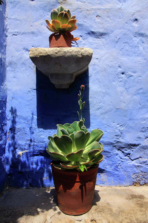 Potted Plants Against A Blue Painted Wall  Photograph by Aidan Moran