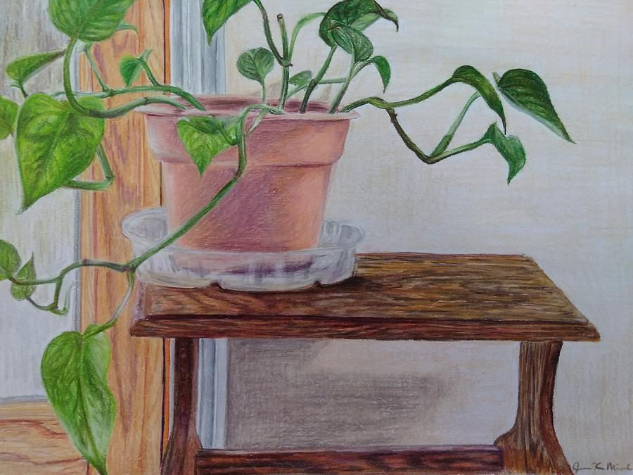 Heartleaf Philodendron Drawing by Joanne Michel - Fine Art America