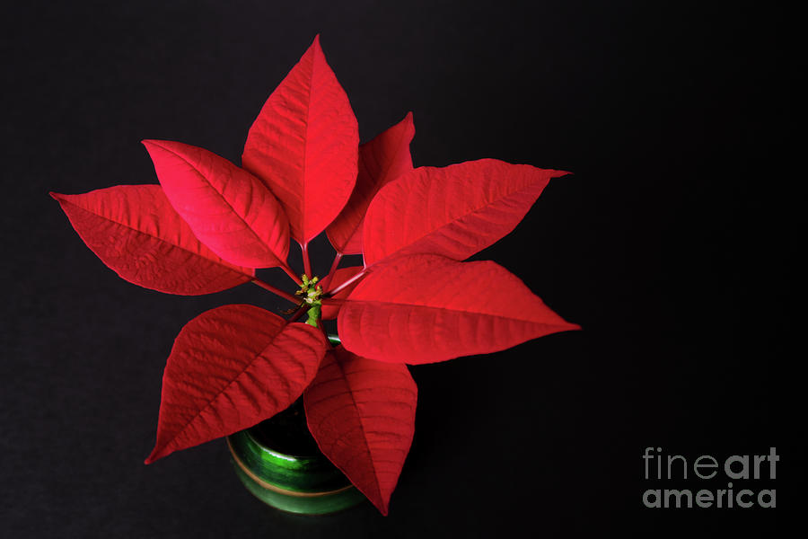Potted Poinsettia Photograph by Ann Horn