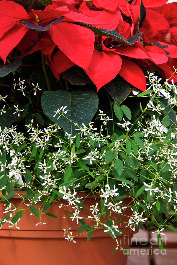 Potted Poinsettia Photograph