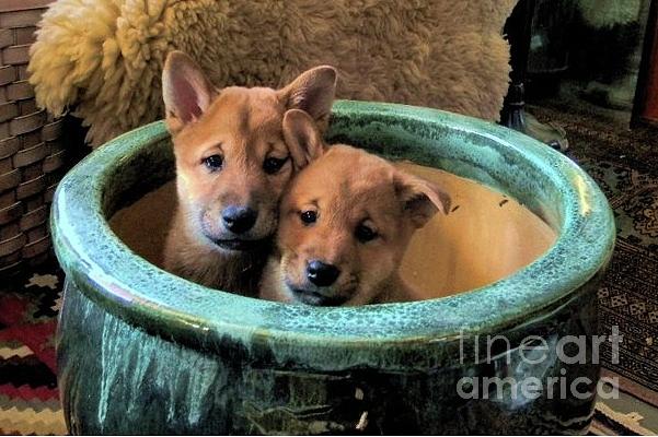 Potted Puppies Photograph by Priscilla Batzell Expressionist Art Studio Gallery