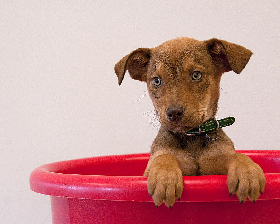 Potted Puppy - Dog in a Red Pail Photograph by Mitch Spence