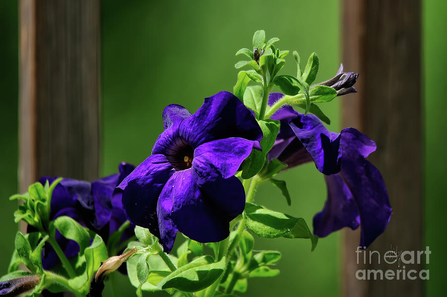 Nature Photograph - Potted Purple Petunia Plant On The Porch by Lois Bryan