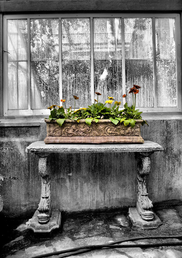 Potted Photograph by Russell Styles