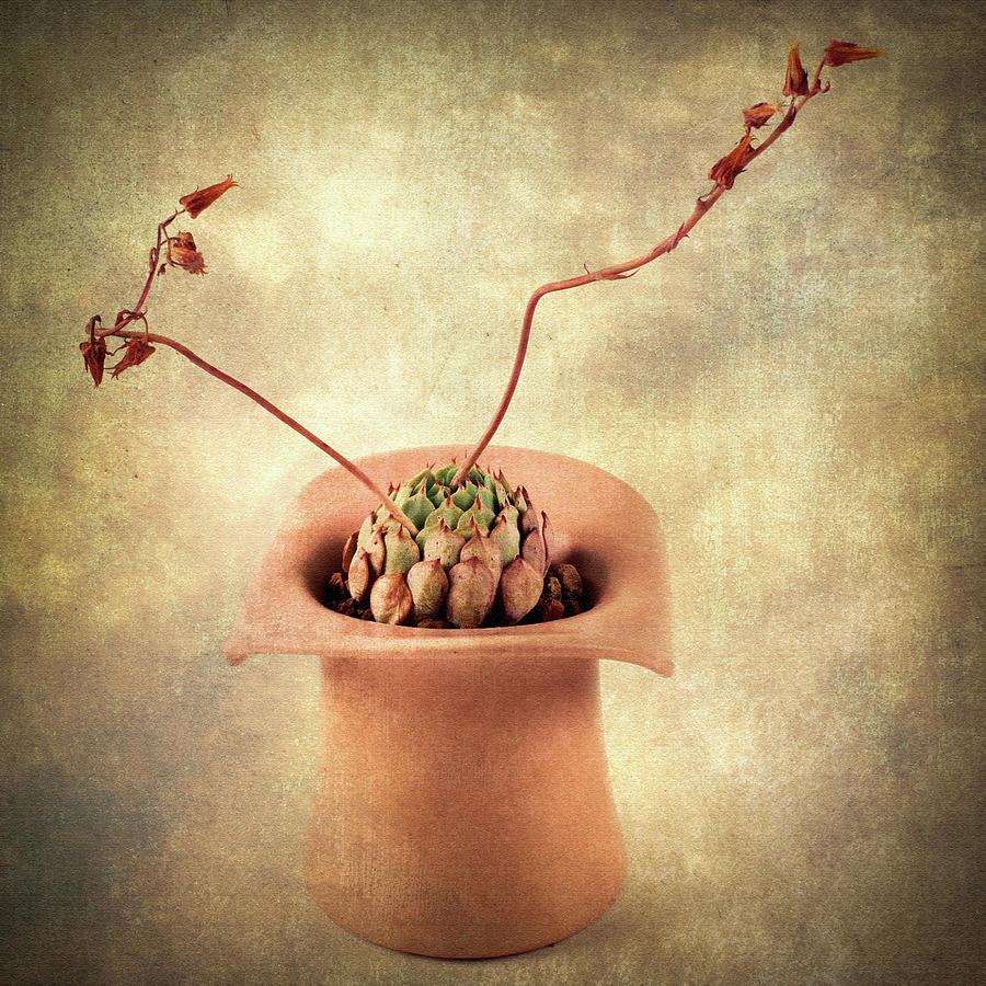 Potted Succulent Photograph by Catherine Lau