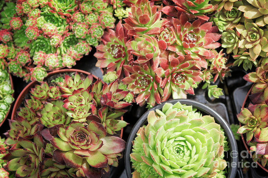 Potted Succulent plants Photograph by Sophie McAulay