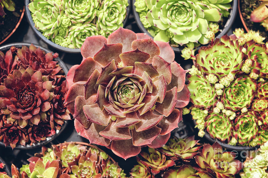 Potted succulents  collection Photograph by Sophie McAulay