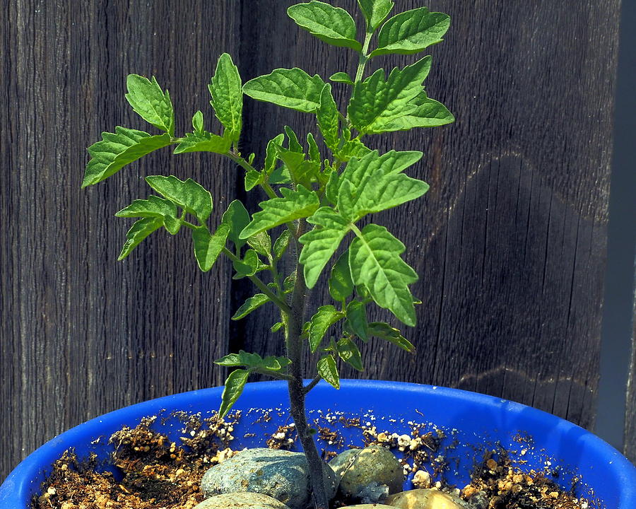 Potted Tomato Plant Photograph by Richard Thomas