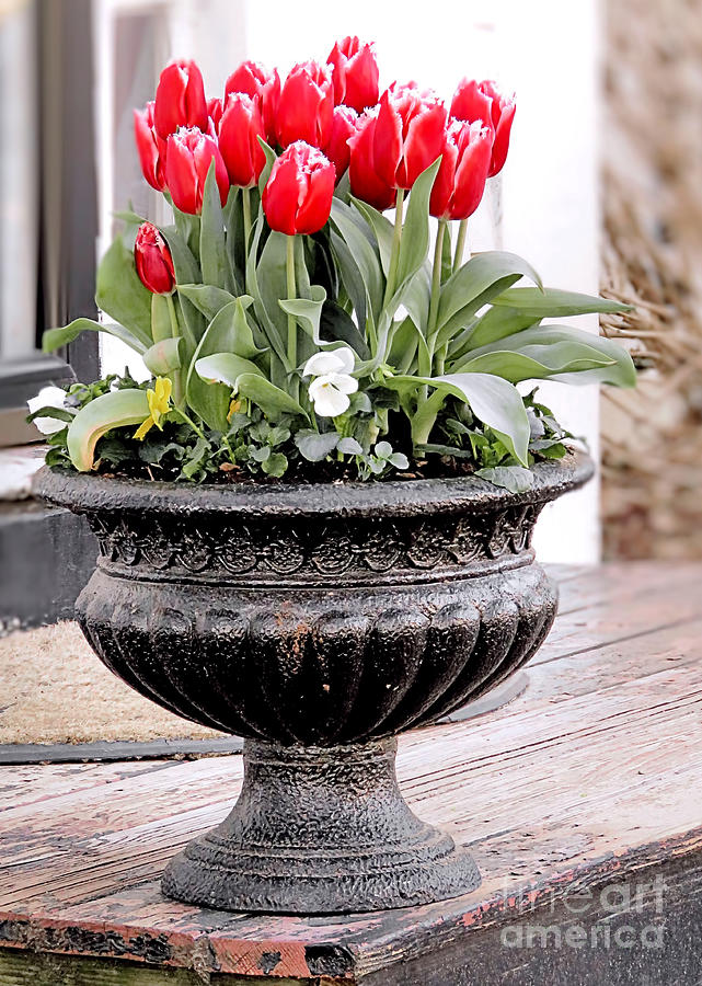 Potted Tulips Photograph by Janice Drew