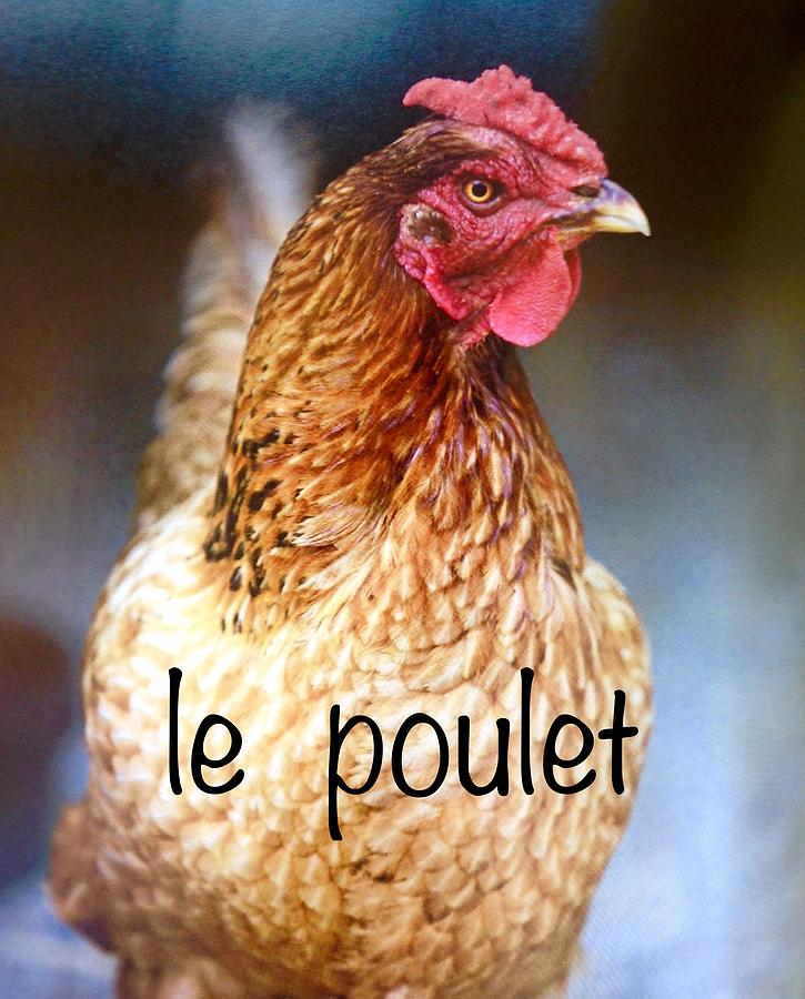 Poulet - Chicken Photograph by Jacqueline Manos