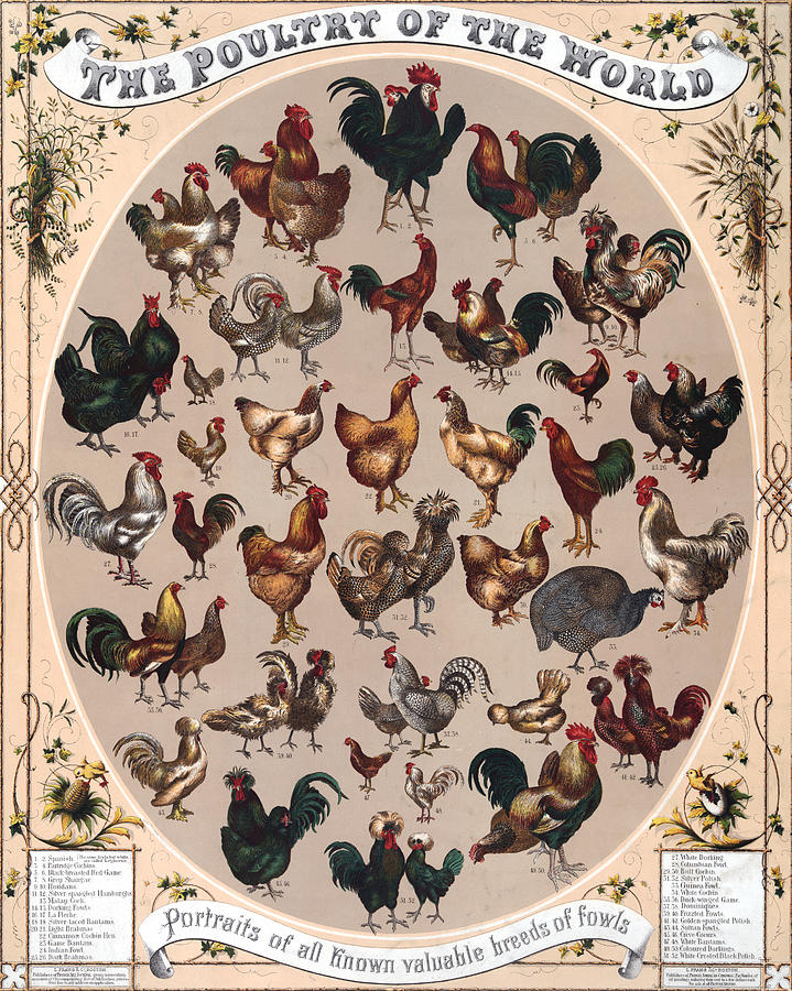 Poultry of the World Poster Drawing by American School