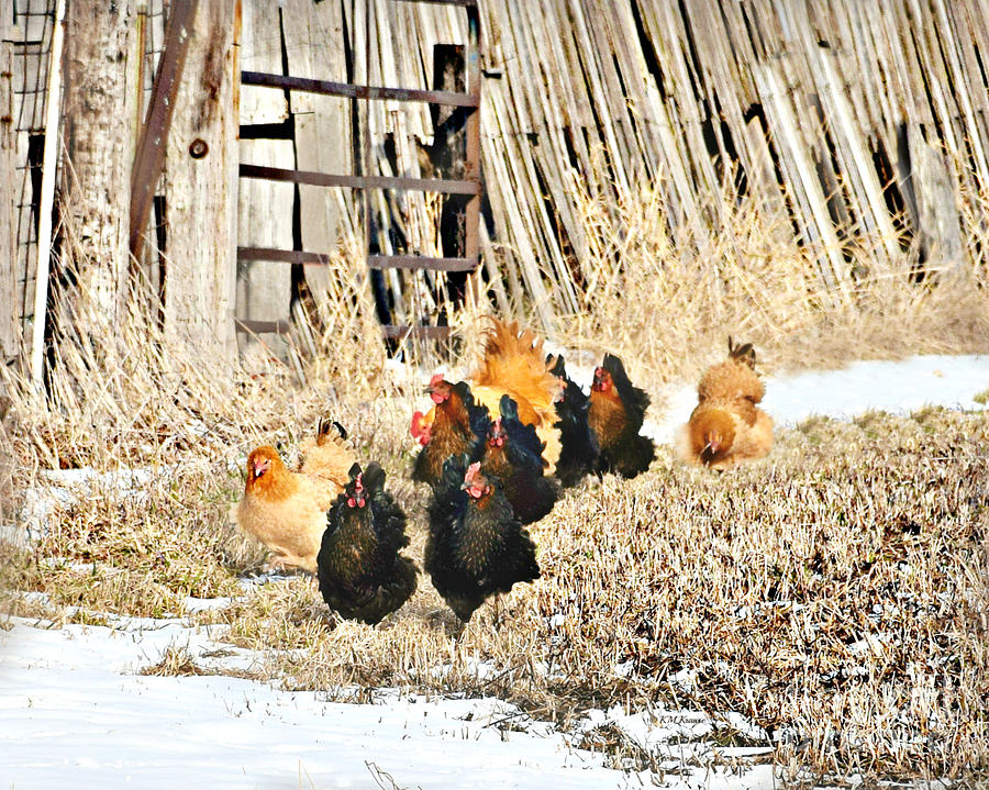 Feather Photograph - Poultry Parade by Kathy M Krause