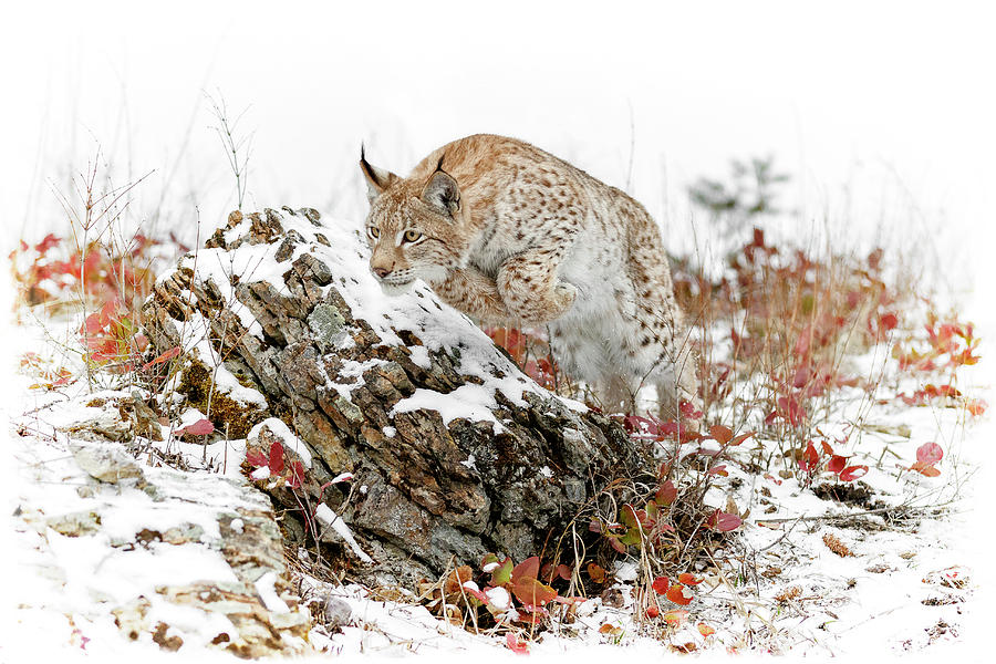 Pouncing Siberian Lynx Photograph
