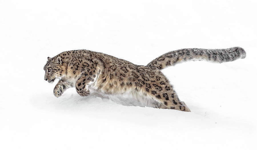 Pouncing Snow Leopard Photograph by Wes and Dotty Weber