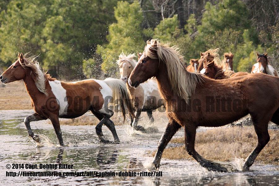 Stallions Photograph - Pounding Water by Captain Debbie Ritter