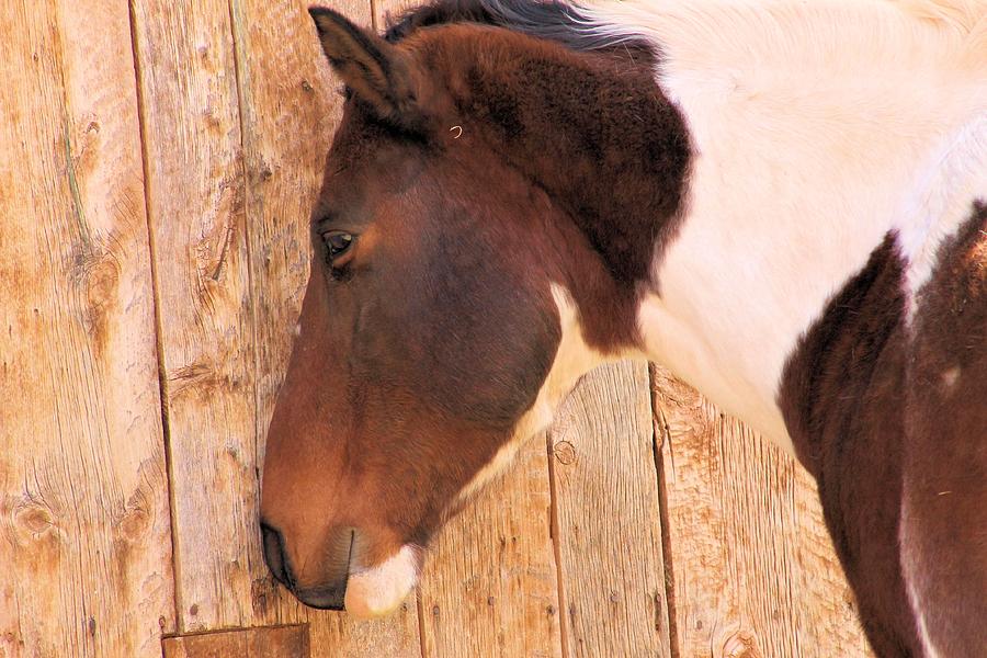 Farm Animals Photograph - Pouty Horse by Gayle Berry