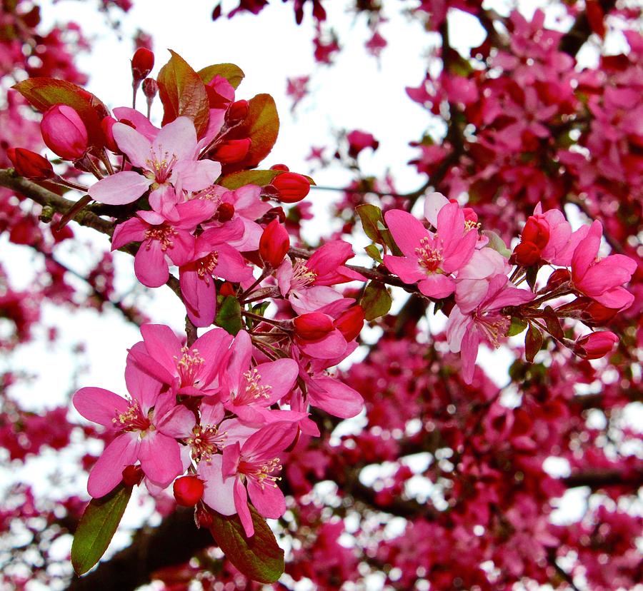 POW Crabapple Blossoms Photograph by M E