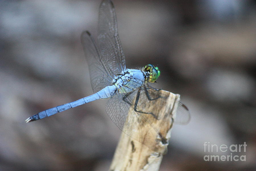 Garden Photograph - Powder Blue Dragonfly by Carol Groenen