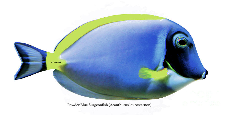 Powder Blue Surgeonfish Digital Art by Corey Ford