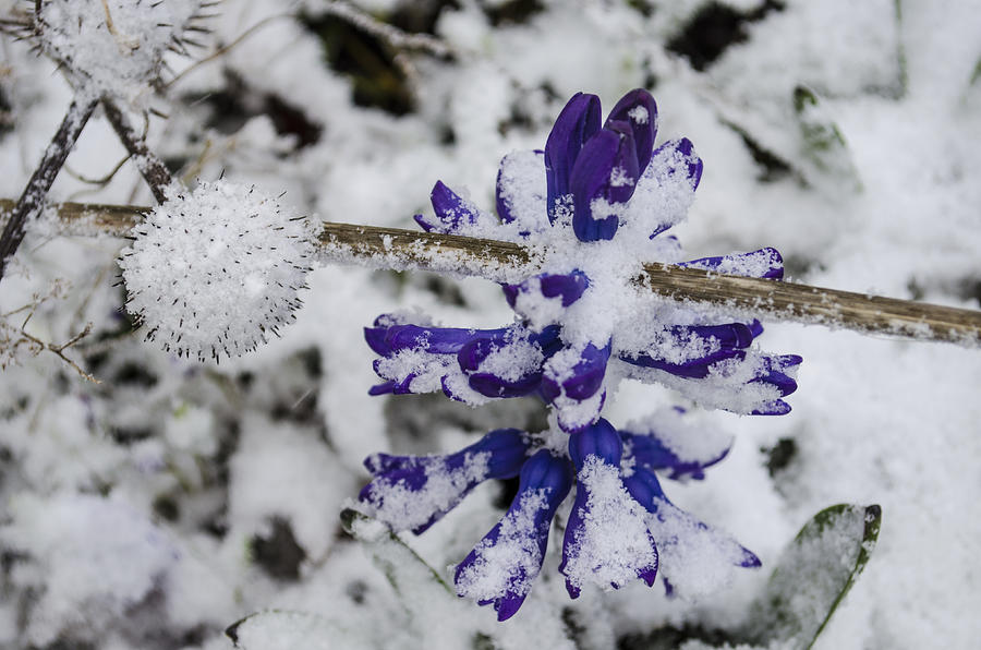 Powder-Covered Hyacinth Photograph by Deborah Smolinske