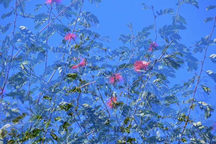 Powder Puff Flowers Abstract II Photograph by Linda Brody